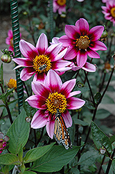 Blue Bayou Dahlia (Dahlia 'Blue Bayou') at Lakeshore Garden Centres