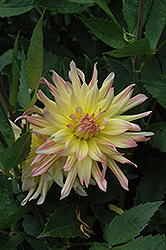 Cabana Banana Dahlia (Dahlia 'Cabana Banana') at Lakeshore Garden Centres