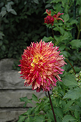 Myrtle's Folly Dahlia (Dahlia 'Myrtle's Folly') at Lakeshore Garden Centres