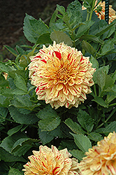 Gloriosa Dahlia (Dahlia 'Gloriosa') at Lakeshore Garden Centres