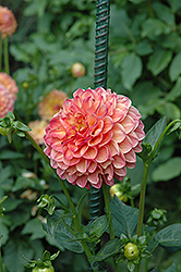 Robin Hood Dahlia (Dahlia 'Robin Hood') at Lakeshore Garden Centres