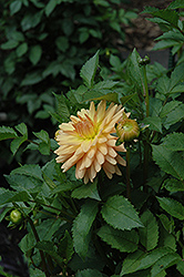 Embrace Dahlia (Dahlia 'Embrace') at Lakeshore Garden Centres