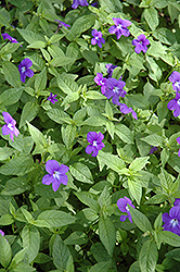 Blue Bells Amethyst Flower (Browallia speciosa 'Blue Bells') at Lakeshore Garden Centres