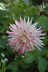 Kidd's Climax Dahlia (Dahlia 'Kidd's Climax') at Lakeshore Garden Centres