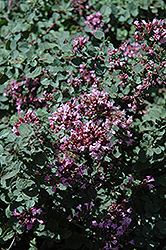 Rosenkuppel Oregano (Origanum 'Rosenkuppel') at Lakeshore Garden Centres