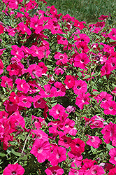 Tidal Wave Hot Pink Petunia (Petunia 'Tidal Wave Hot Pink') at Lakeshore Garden Centres