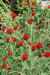 Strawberry Fields Gomphrena (Gomphrena haageana 'Strawberry Fields') at Lakeshore Garden Centres