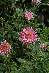 Pink Princess Dahlia (Dahlia 'Pink Princess') at Lakeshore Garden Centres