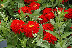 Red Sun Zinnia (Zinnia 'Red Sun') at Lakeshore Garden Centres
