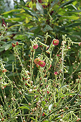 Tinkerbell Flowering Tobacco (Nicotiana 'Tinkerbell') at Lakeshore Garden Centres
