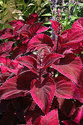 Mariposa Coleus (Solenostemon scutellarioides 'Mariposa') at Lakeshore Garden Centres