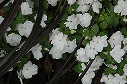 Dazzler White Impatiens (Impatiens 'Dazzler White') at Lakeshore Garden Centres
