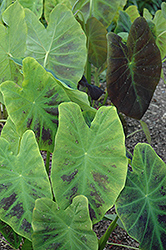 Illustris Elephant Ear (Colocasia esculenta 'Illustris') at Lakeshore Garden Centres