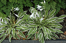 White Dove Hosta (Hosta 'White Dove') at Lakeshore Garden Centres