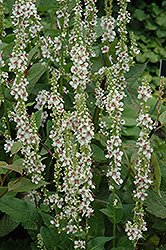 Wedding Candles Mullein (Verbascum chaixii 'Wedding Candles') at Lakeshore Garden Centres