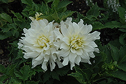 Gallery Art Fair Dahlia (Dahlia 'Gallery Art Fair') at Lakeshore Garden Centres