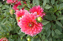 Karma Fuchsiana Dahlia (Dahlia 'Karma Fuchsiana') at Lakeshore Garden Centres