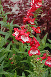 Scarlet Queen Beard Tongue (Penstemon 'Scarlet Queen') at Lakeshore Garden Centres