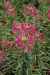 Sparkler Rose Spiderflower (Cleome hassleriana 'Sparkler Rose') at Lakeshore Garden Centres