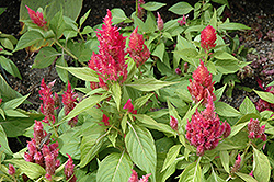 Ice Cream Peach Celosia (Celosia 'Ice Cream Peach') at Lakeshore Garden Centres
