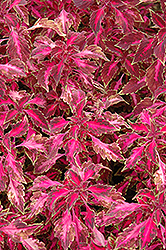 Chaotic Rose Coleus (Solenostemon scutellarioides 'Chaotic Rose') at Lakeshore Garden Centres