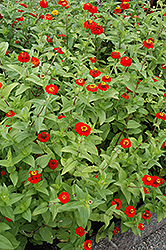 Red Cap Zinnia (Zinnia 'Red Cap') at Lakeshore Garden Centres