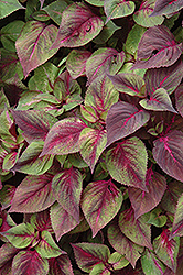 Tricolor Perilla (Perilla 'Tricolor') at Lakeshore Garden Centres