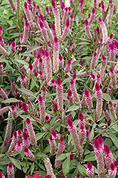 Ruby Parfait Celosia (Celosia spicata 'Ruby Parfait') at Lakeshore Garden Centres