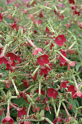 Baby Bella Flowering Tobacco (Nicotiana 'Baby Bella') at Lakeshore Garden Centres