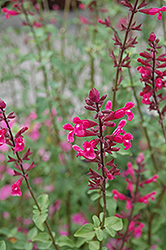 Mulberry Jam Roseleaf Sage (Salvia involucrata 'Mulberry Jam') at Lakeshore Garden Centres