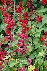 Picante Burgundy Scarlet Sage (Salvia splendens 'Picante Burgundy') at Lakeshore Garden Centres