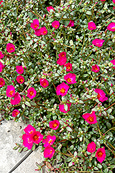 Toucan Fuchsia Portulaca (Portulaca oleracea 'Toucan Fuchsia') at Lakeshore Garden Centres