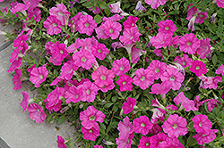 Easy Wave Pink Petunia (Petunia 'Easy Wave Pink') at A Very Successful Garden Center