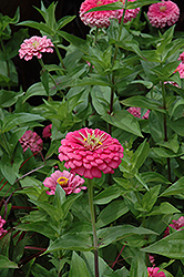 Miss Willmott Zinnia (Zinnia 'Miss Willmott') at Lakeshore Garden Centres
