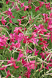 Nicki Pink Flowering Tobacco (Nicotiana 'Nicki Pink') at Lakeshore Garden Centres