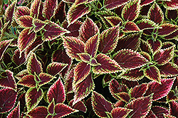 Beckwith's Gem Coleus (Solenostemon scutellarioides 'Beckwith's Gem') at Lakeshore Garden Centres