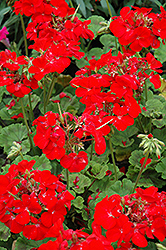 Pinto Premium Deep Red Geranium (Pelargonium 'Pinto Premium Deep Red') at Lakeshore Garden Centres