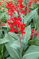 Cardinal Sinn Canna (Canna 'Cardinal Sinn') at Lakeshore Garden Centres