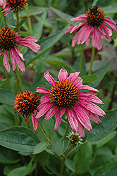 Mama Mia Coneflower (Echinacea 'Mama Mia') at Lakeshore Garden Centres