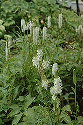 Canadian Burnet (Sanguisorba canadensis) at Lakeshore Garden Centres