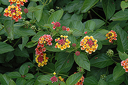 Irene Lantana (Lantana camara 'Irene') at Lakeshore Garden Centres