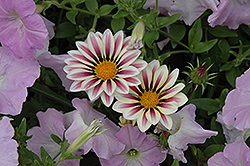 Big Kiss White Flame Gazania (Gazania 'Big Kiss White Flame') at Lakeshore Garden Centres