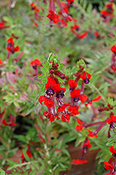 Flamenco Tango Cuphea (Cuphea llavea 'Flamenco Tango') at Lakeshore Garden Centres
