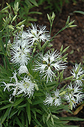 Rainbow Loveliness Pinks (Dianthus 'Rainbow Loveliness') at Lakeshore Garden Centres