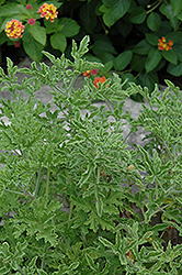 Juicy Fruit Scented Geranium (Pelargonium 'Juicy Fruit') at Lakeshore Garden Centres