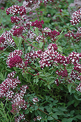 Zorba Red Oregano (Origanum vulgare 'Zorba Red') at Lakeshore Garden Centres