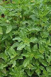 Margarita Mint (Mentha 'Margarita') at Lakeshore Garden Centres