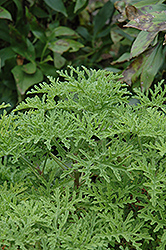 Strawberry Scented Geranium (Pelargonium crispum 'Strawberry') at Lakeshore Garden Centres
