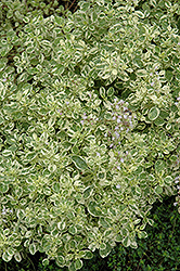 Lemon Frost Lemon Thyme (Thymus x citriodorus 'Lemon Frost') at Lakeshore Garden Centres