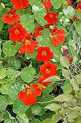 Alaska Nasturtium (Tropaeolum majus 'Alaska') at Lakeshore Garden Centres